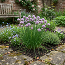 Fresh Chive Herb Plants (Set of 3 or 6)