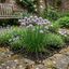 Set of 3 or 6 Fresh Chive Herb Plants, Hardy Perennial Live Herbs for Kitchen Garden, 1 Litre Root Ball