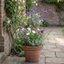 Set of 3 or 6 Verbena Bonariensis Hardy Perennial Plants, Tall Purple Cottage Garden Flowers, Outdoor Garden Ready, 1 Litre Root Ball