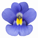 Nemesia Nuvo Blue 180 Plant (2L Pot)