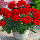PelargoniumToscana Dolce Vita Mylena / Gisela / Smart Senna Plants (Set of 3 or 6)