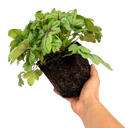 Heuchera Tapestry Plant