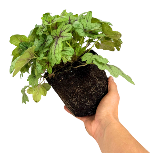 Heuchera 'Tapestry' (Coral Bells) – Evergreen Perennial (2L Pot)