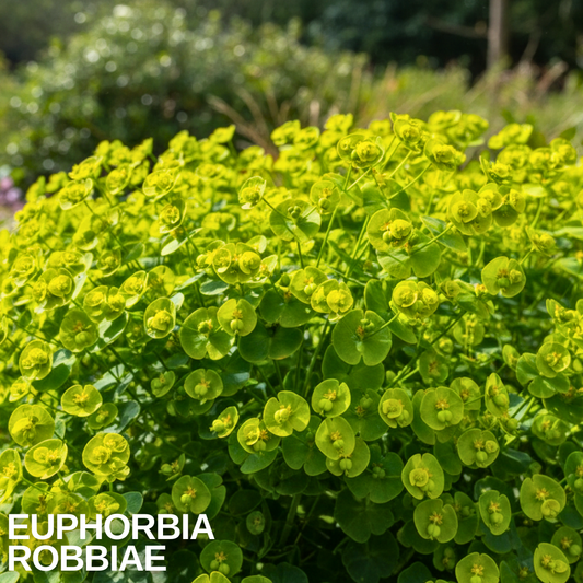 Spreading clump of Euphorbia robbiae with rosettes of dark leaves topped by lime-green flower heads