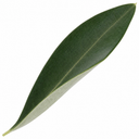Mini Olive Tree in 1.5L Pot, 40–50cm, Nursery Pots