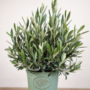 3 Litre Bushy Olive Tree, Nursery Pot, Outdoor, Pots