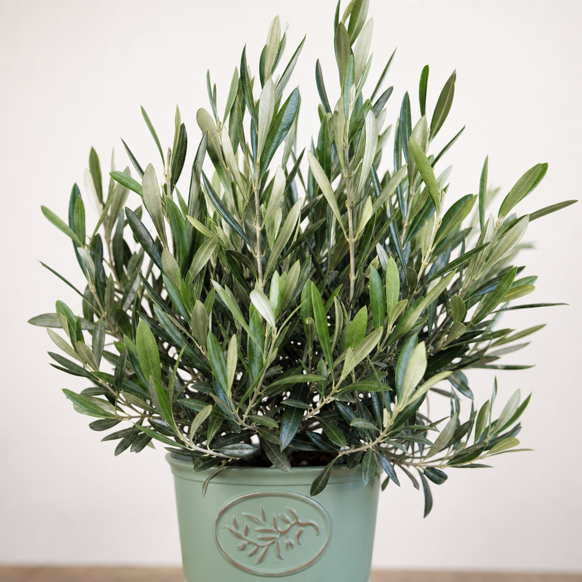 Olive (Olea europaea) – Bushy Tree (3L Pot)