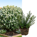 1 Large, Garden Ready Plant - Hebe Champagne (Shrubby Veronica), 17cm / 2L Pot