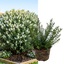 1 Large, Garden Ready Plant - Hebe Champagne (Shrubby Veronica), 17cm / 2L Pot