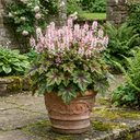 Tiarella Sugar and Spice Foam Flower Plant (2L Pot)