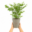 3 Litre Green Leaf Acer Tree, Nursery Pots, Outdoor Garden