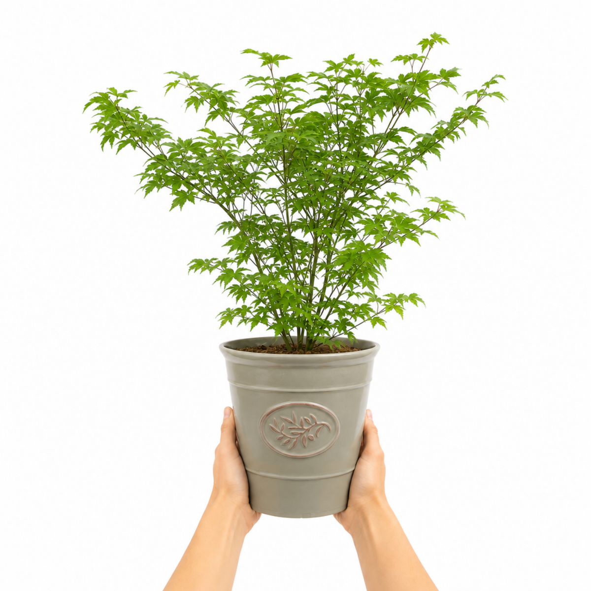Acer palmatum (Japanese Maple) – Green Leaf (3L Pot)