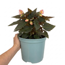 Begonia Non Stop Mocca Light Pink Plant (5L Pot)