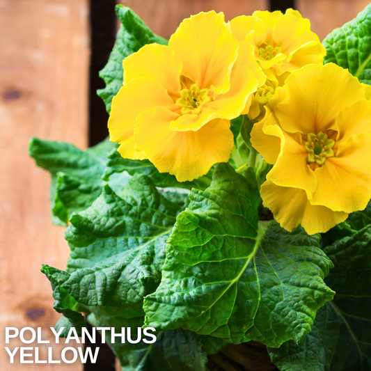 Three golden-yellow polyanthus flowers with frilled petals above crinkled bright green leaves