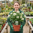 Choisya White Dazzler Plants