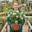 1 Choisya White Dazzler Plant, Fragrant Hardy Evergreen Garden Shrub, Mexican Orange Blossom, 3L Root Ball
