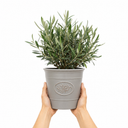 3 Litre Bushy Olive Tree, Nursery Pot, Outdoor, Pots