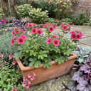 Potentilla Miss Wilmott Shrub Plants (Set of 3 or 6)