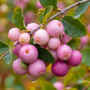 Symphoricarpos Magical Sweet Plant (3L Pot)