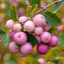 1 Large Plant - Symphoricarpos Magical Sweet, Outdoor Garden Ready, 3L Pot