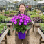 1 Senetti Violet Bicolour Pericallis Plant, Summer Flowering Patio Ready, 6.5 Litre Root Ball