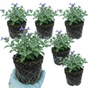 Nepeta Faassenii Catmint Plants (Set of 3 or 6)
