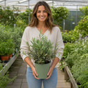 3 Litre Bushy Olive Tree, Nursery Pot, Outdoor, Pots