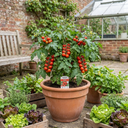 Tomato Premio Variety Plants (Set of 3 or 6)