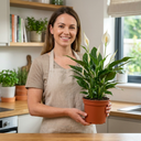 Peace Lily Plant (1L Pot)