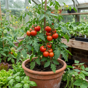 Tomato Shirley Variety Plants (Set of 3 or 6)