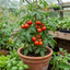 Set of 3 or 6 Large Plants - Tomato Shirley Variety, Ready to Plant in Your Garden