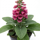 Digitalis Hanabee Deep Rose Foxglove Plants