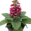 1 Digitalis Hanabee Deep Rose Foxglove Plant, Bee Friendly Hardy Perennial, 2 Litre Root Ball