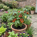 Tomato Summerlast Variety Plants (Set of 3 or 6)