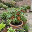 Set of 3 or 6 Large Plants - Tomato Summerlast Variety, Ready to Plant in Your Garden