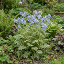 Polemonium Touch of Class Jacobs Ladder Plants