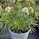 Choisya Greenfingers Shrub Plant (3L Pot)