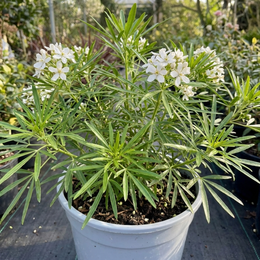 Choisya in a white pot with fine green needle-like leaves and clusters of small white scented flowers