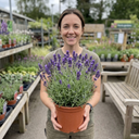 Lavender Hidcote Blue Plants