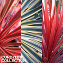 Cordyline Charlie Boy Plants (Set of 3 or 6)