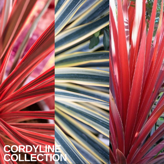 Three-panel collection image of cordyline foliage: red, cream-striped green and pink-red sword leaves