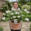Philadelphus Belle Etoile Mock Orange Plants
