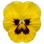 3 Pansy Cats Plus Yellow Plants, Hardy Garden Ready Spring & Autumn Bedding Flowers, 1 Litre Root Ball
