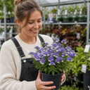 Nemesia Nuvo Blue Bicolour 180 Plant (2L Pot)