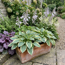 First Frost Plantain Lily Plants (Set of 3 or 6)