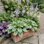 Set of 3 or 6 Large Hosta Plants - First Frost Plantain Lily, Ready to Plant in Your Garden