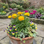 Set of 3 or 6 Large, Outdoor Garden Ready Plants - Rannunculus Vortex Golden Yellow