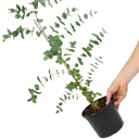 Eucalyptus Gunnii Plant