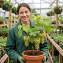 Grape Vine Vitis Centennial White Seedless Plants