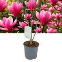 Magnolia Tulip Plant